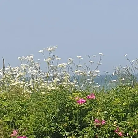 Ostsee-feeling In - Kapitaen Nemo - Meer- Und Strandnah - Grosser Suedbalkon - Blick Ins Gruene *